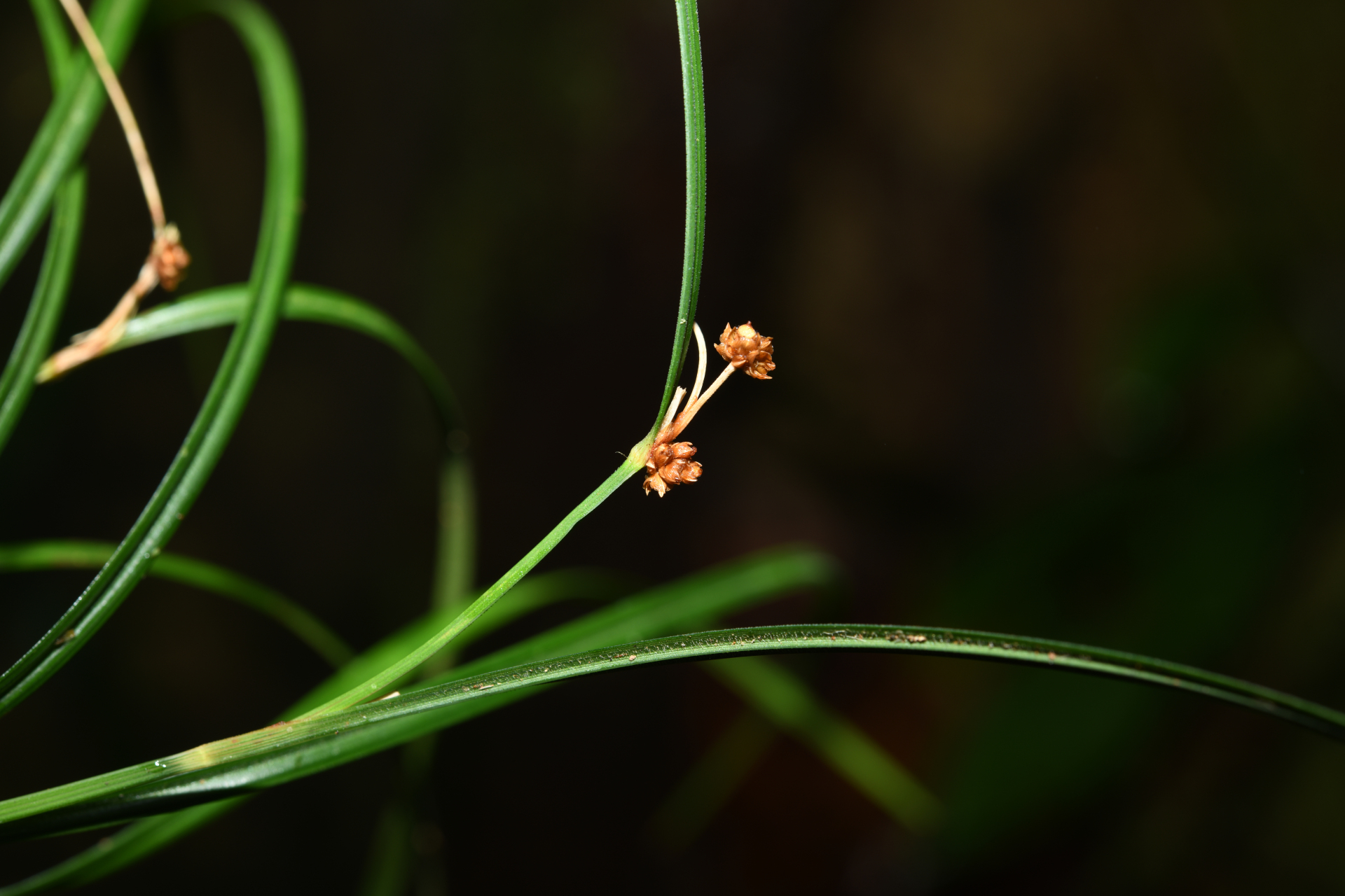 Calyptrocarya glomerulata (Brongn.) Urb. - Photo Bivouac Naturaliste