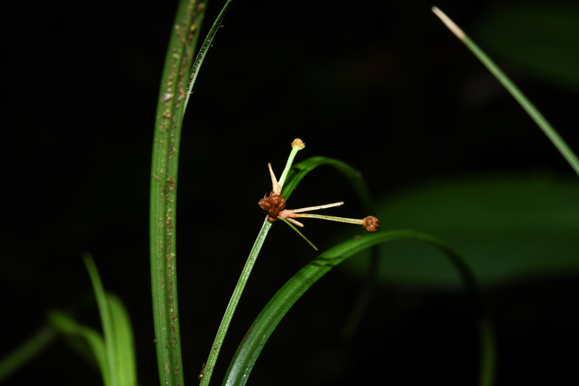 Calyptrocarya glomerulata (Brongn.) Urb. - Photo Bivouac Naturaliste