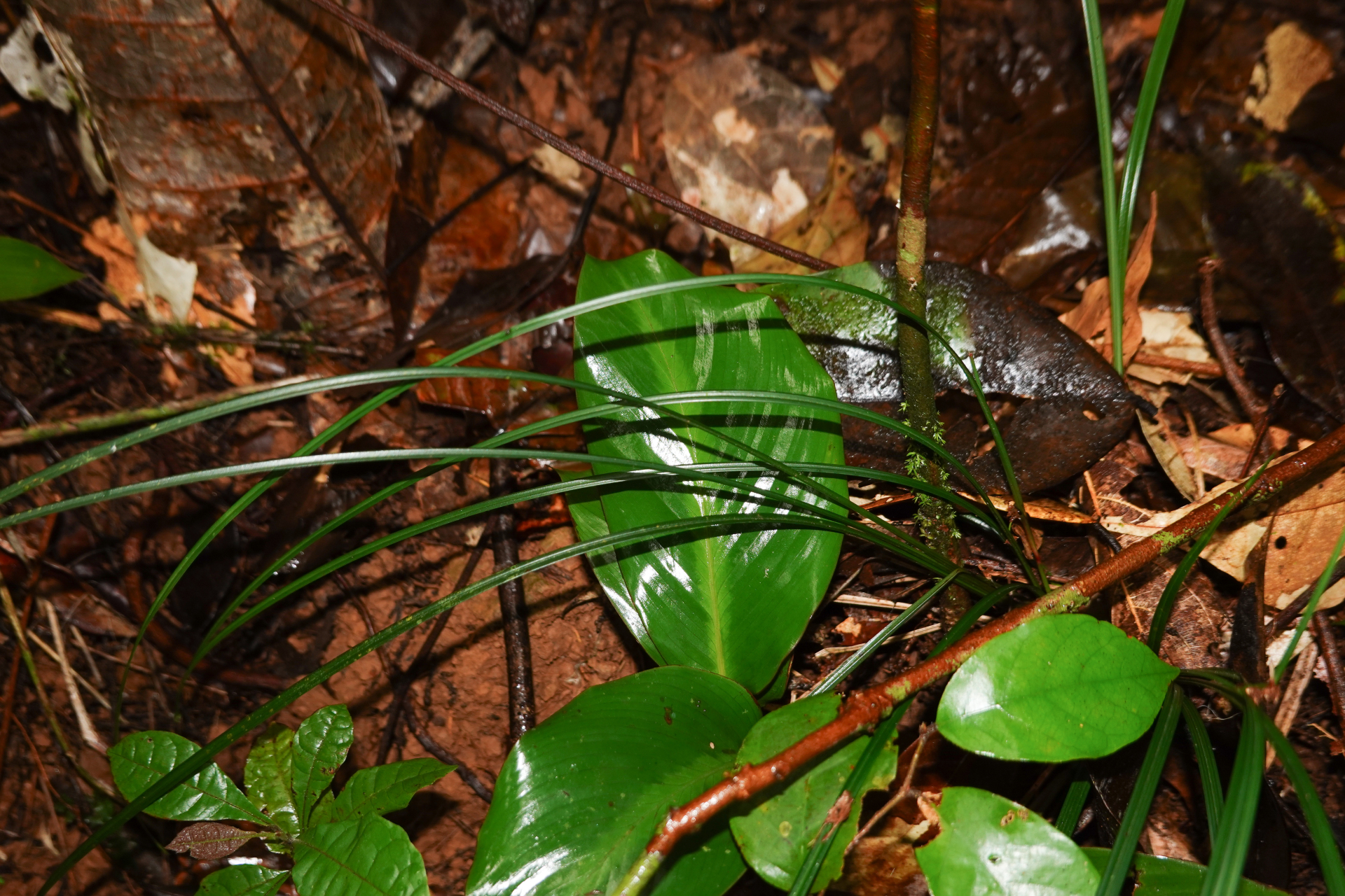 Calyptrocarya glomerulata (Brongn.) Urb. - Photo Bivouac Naturaliste