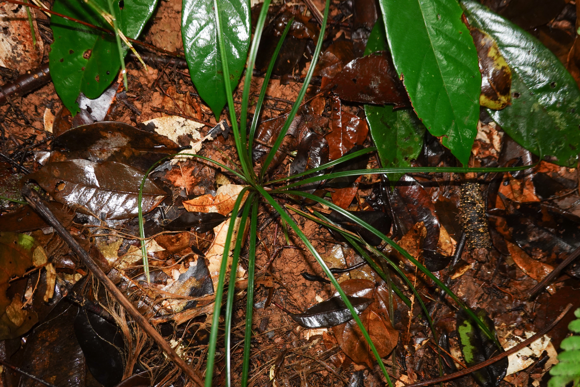 Calyptrocarya glomerulata (Brongn.) Urb. - Photo Bivouac Naturaliste