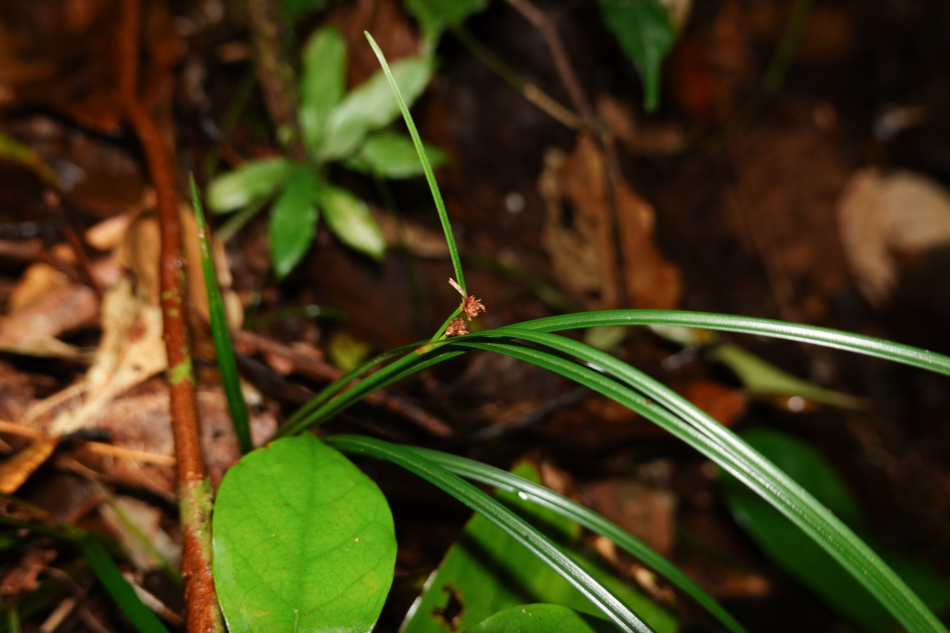 Calyptrocarya glomerulata (Brongn.) Urb. - Photo Bivouac Naturaliste