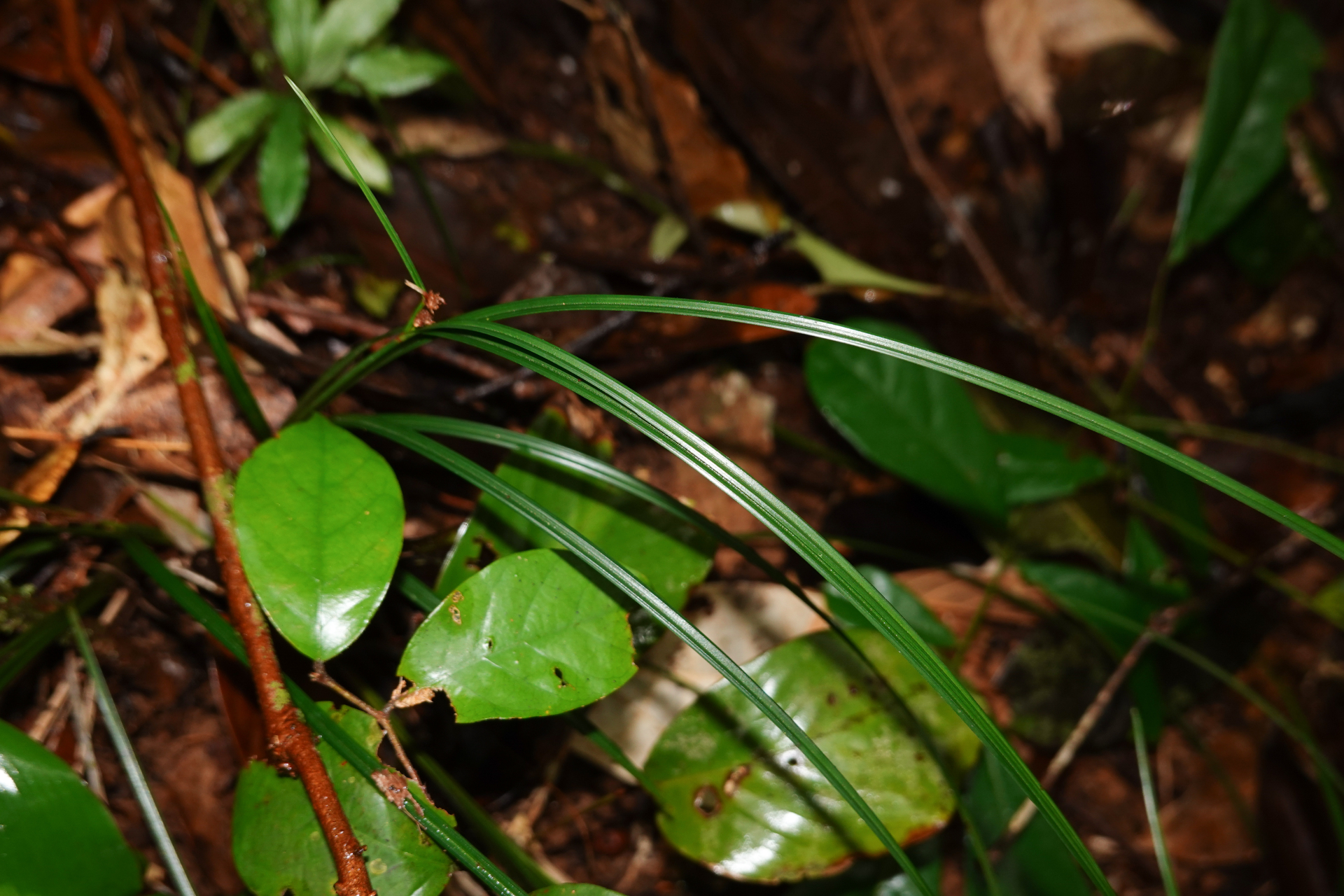 Calyptrocarya glomerulata (Brongn.) Urb. - Photo Bivouac Naturaliste
