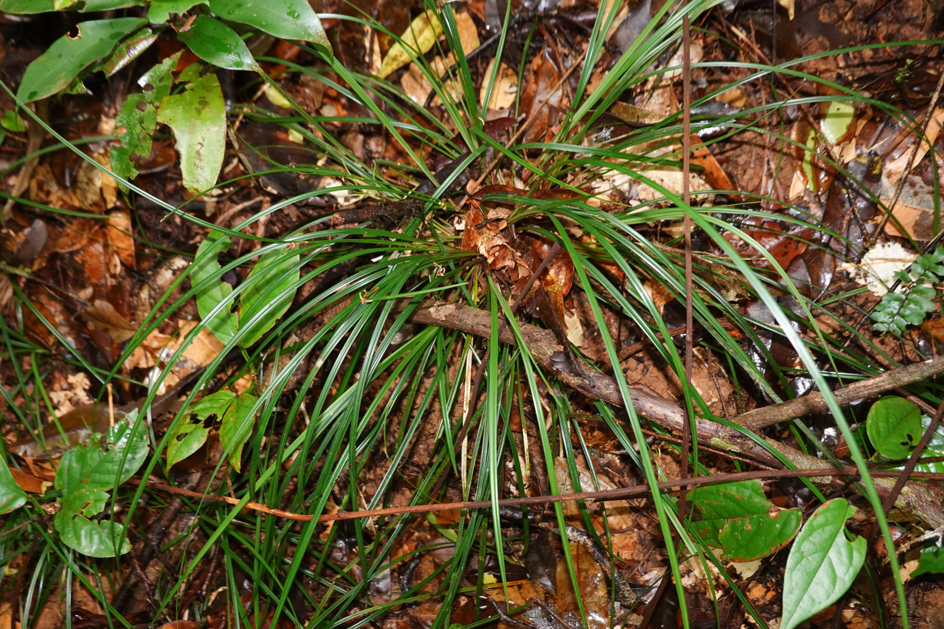 Calyptrocarya glomerulata (Brongn.) Urb. - Photo Bivouac Naturaliste