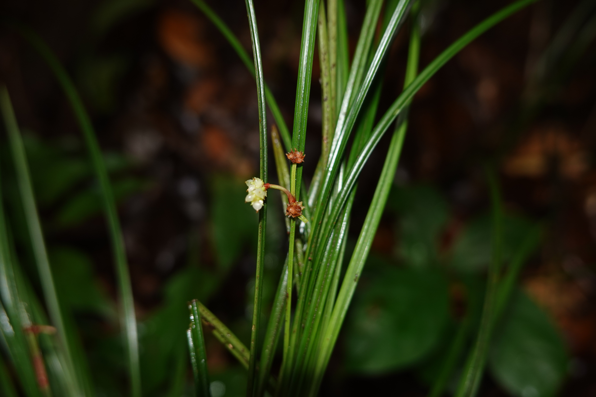 Calyptrocarya glomerulata (Brongn.) Urb. - Photo Bivouac Naturaliste