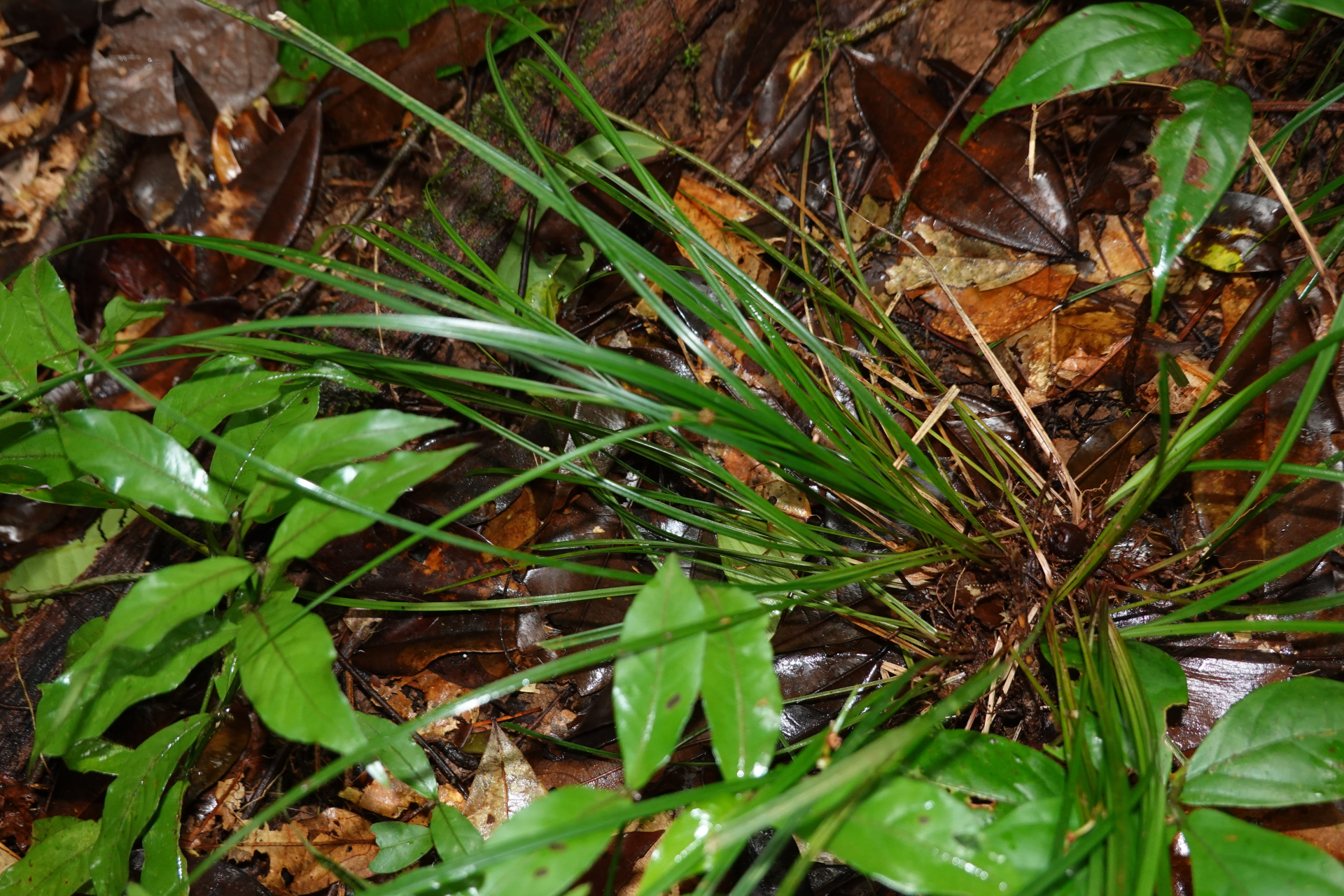 Calyptrocarya glomerulata (Brongn.) Urb. - Photo Bivouac Naturaliste