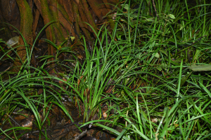 Calyptrocarya glomerulata (Brongn.) Urb.