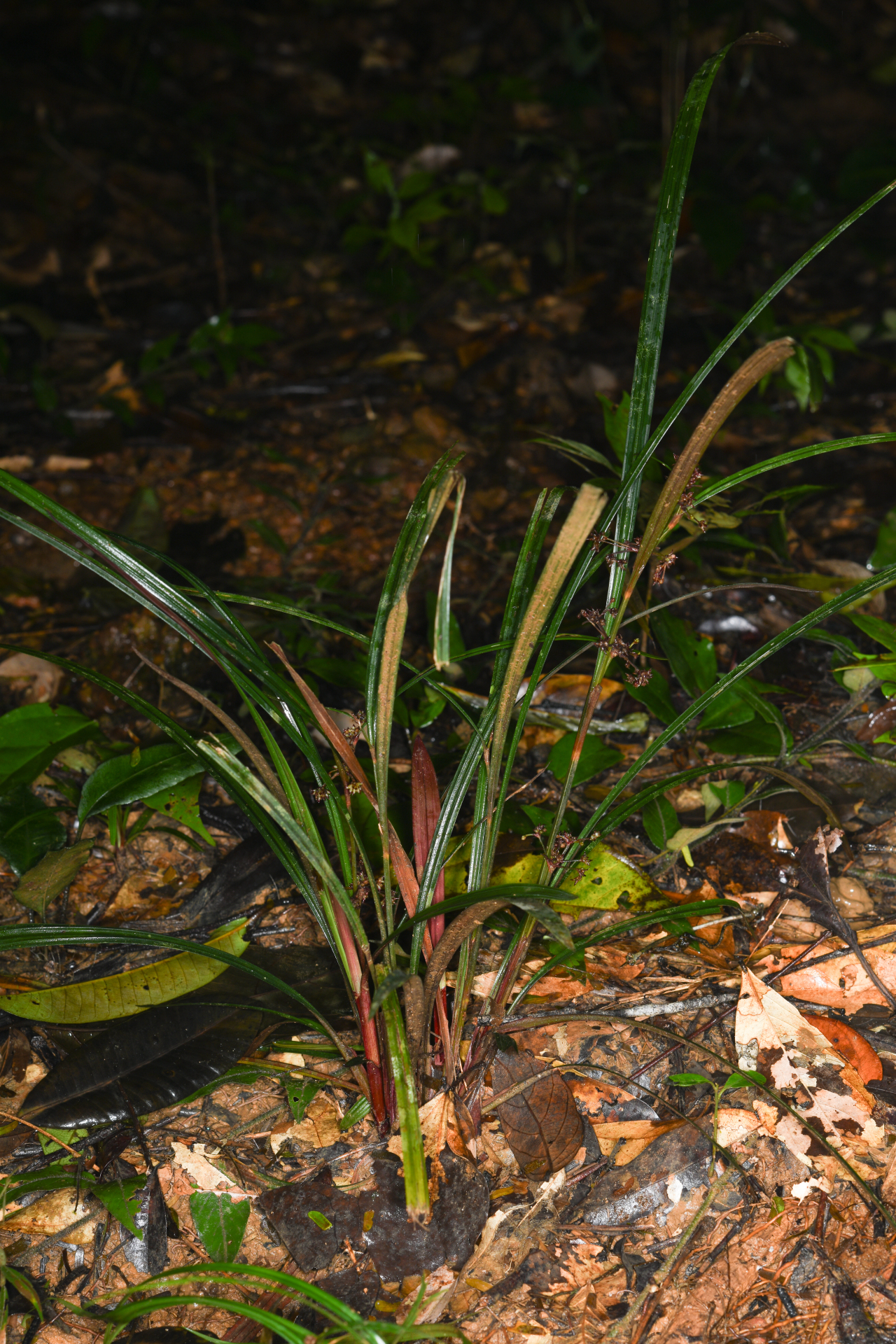 Calyptrocarya poeppigiana Kunth - Photo Bivouac Naturaliste