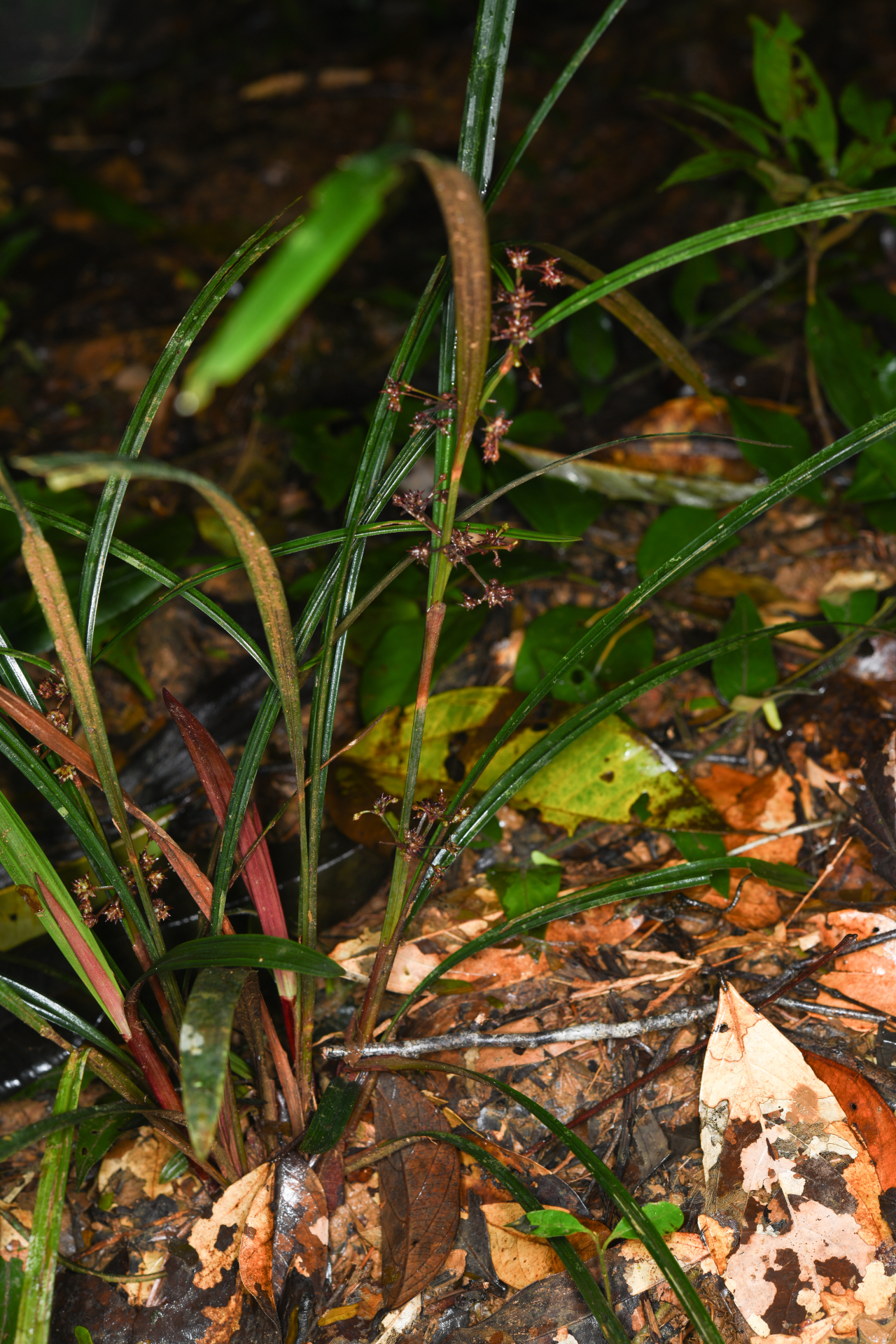 Calyptrocarya poeppigiana Kunth - Photo Bivouac Naturaliste