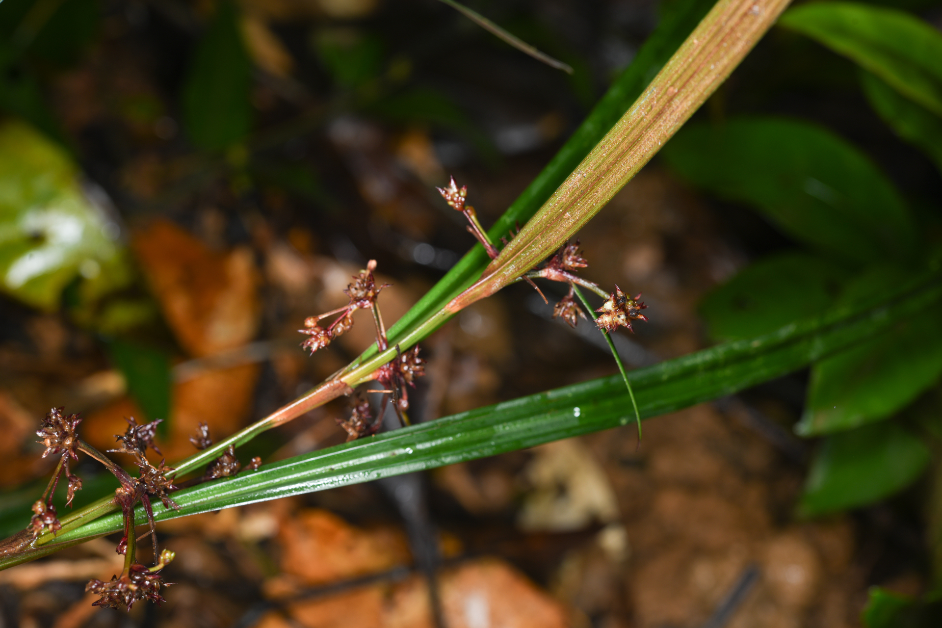 Calyptrocarya poeppigiana Kunth - Photo Bivouac Naturaliste