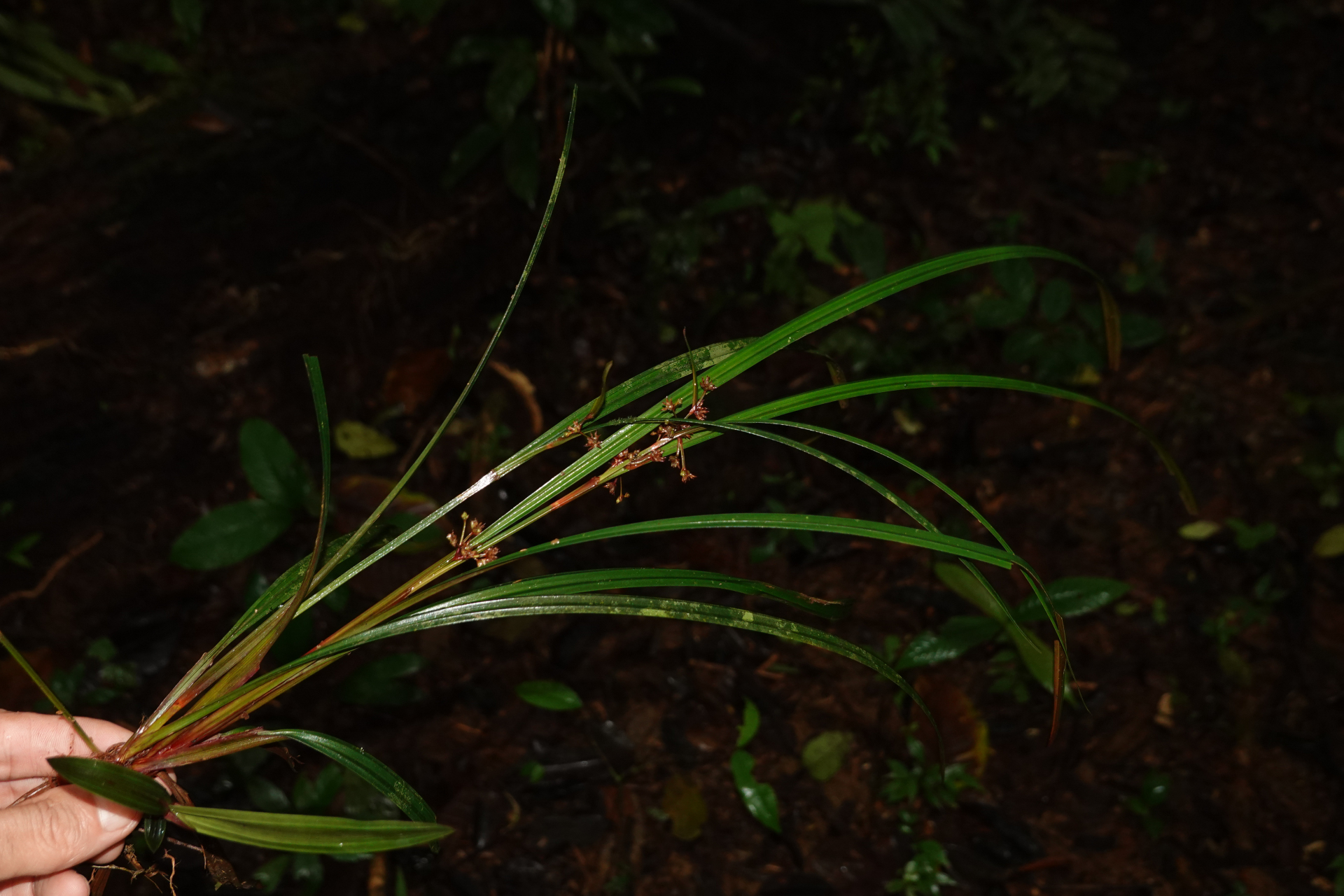 Calyptrocarya poeppigiana Kunth - Photo Bivouac Naturaliste