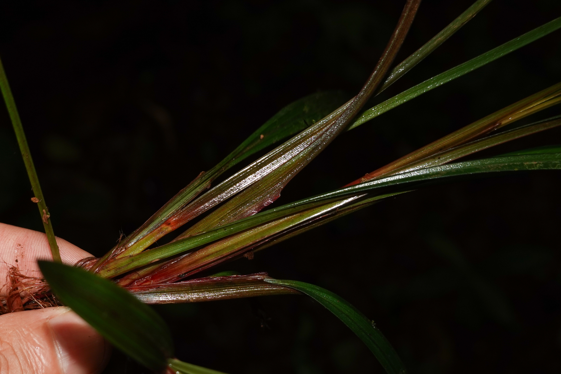 Calyptrocarya poeppigiana Kunth - Photo Bivouac Naturaliste