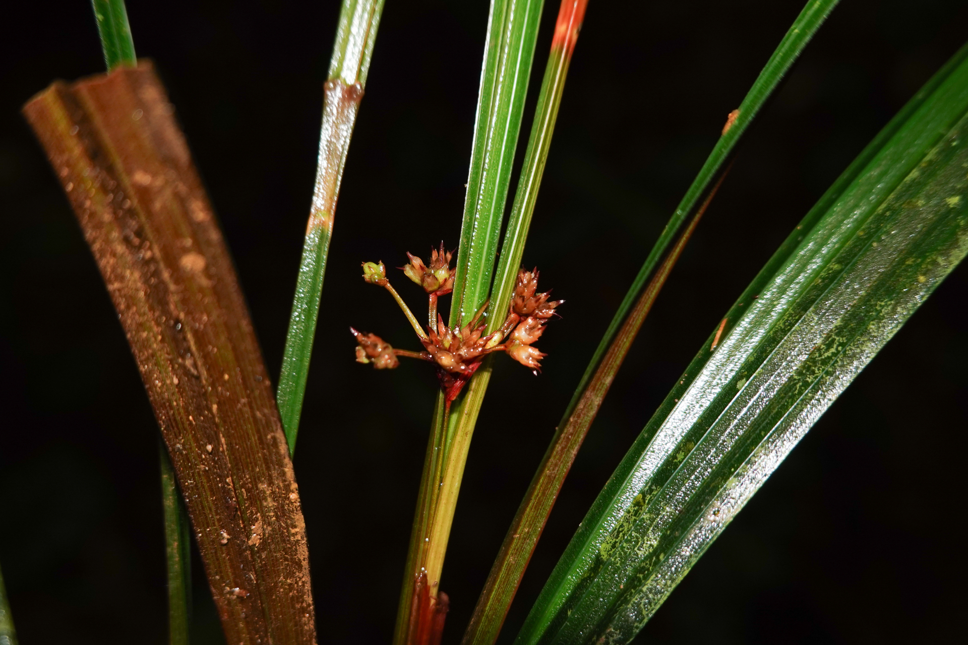 Calyptrocarya poeppigiana Kunth - Photo Bivouac Naturaliste