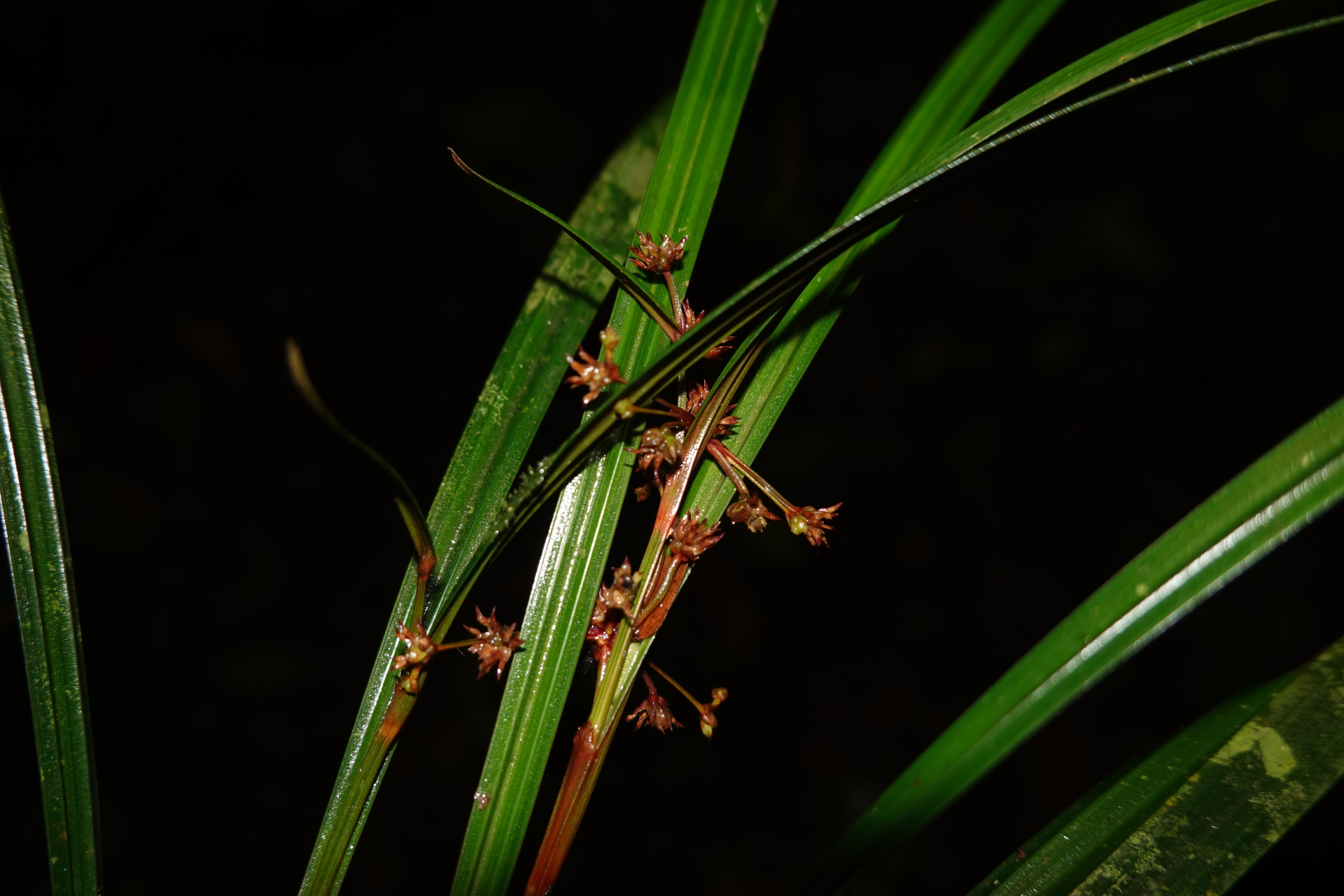 Calyptrocarya poeppigiana Kunth - Photo Bivouac Naturaliste