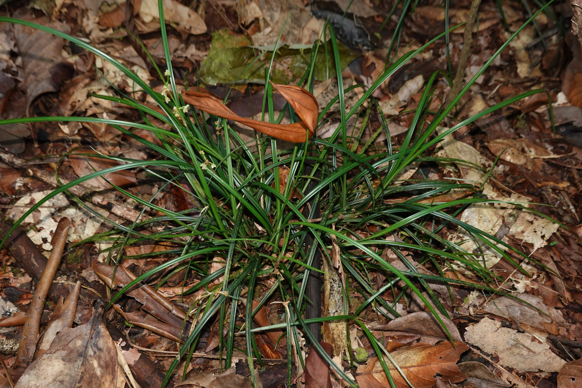 Calyptrocarya poeppigiana Kunth - Photo Bivouac Naturaliste