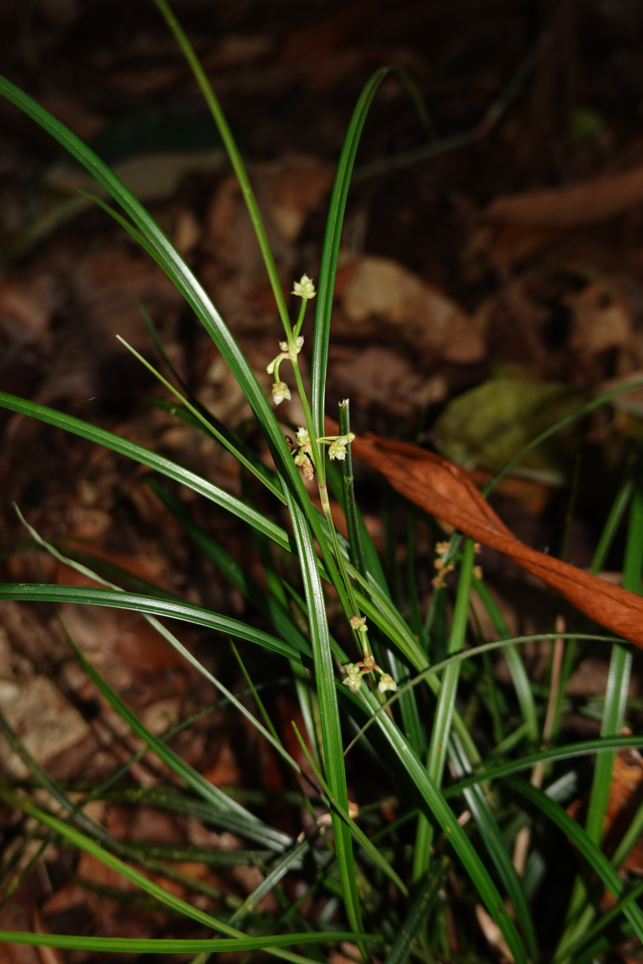 Calyptrocarya poeppigiana Kunth - Photo Bivouac Naturaliste