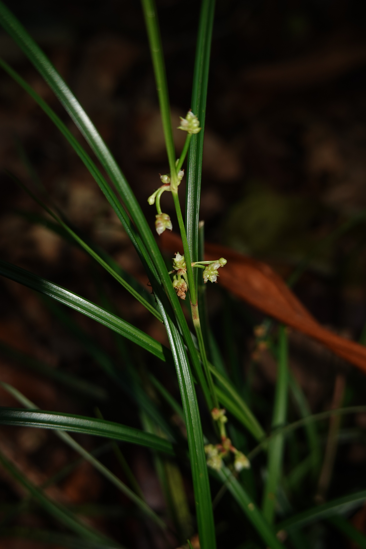 Calyptrocarya poeppigiana Kunth - Photo Bivouac Naturaliste