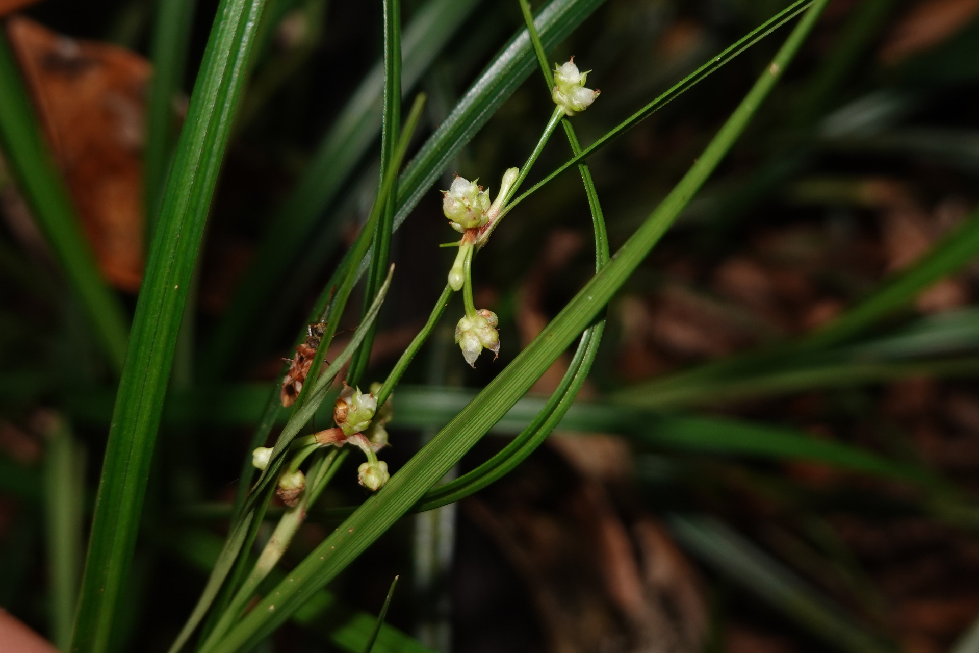 Calyptrocarya poeppigiana Kunth - Photo Bivouac Naturaliste
