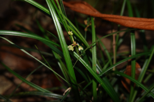 Calyptrocarya poeppigiana Kunth