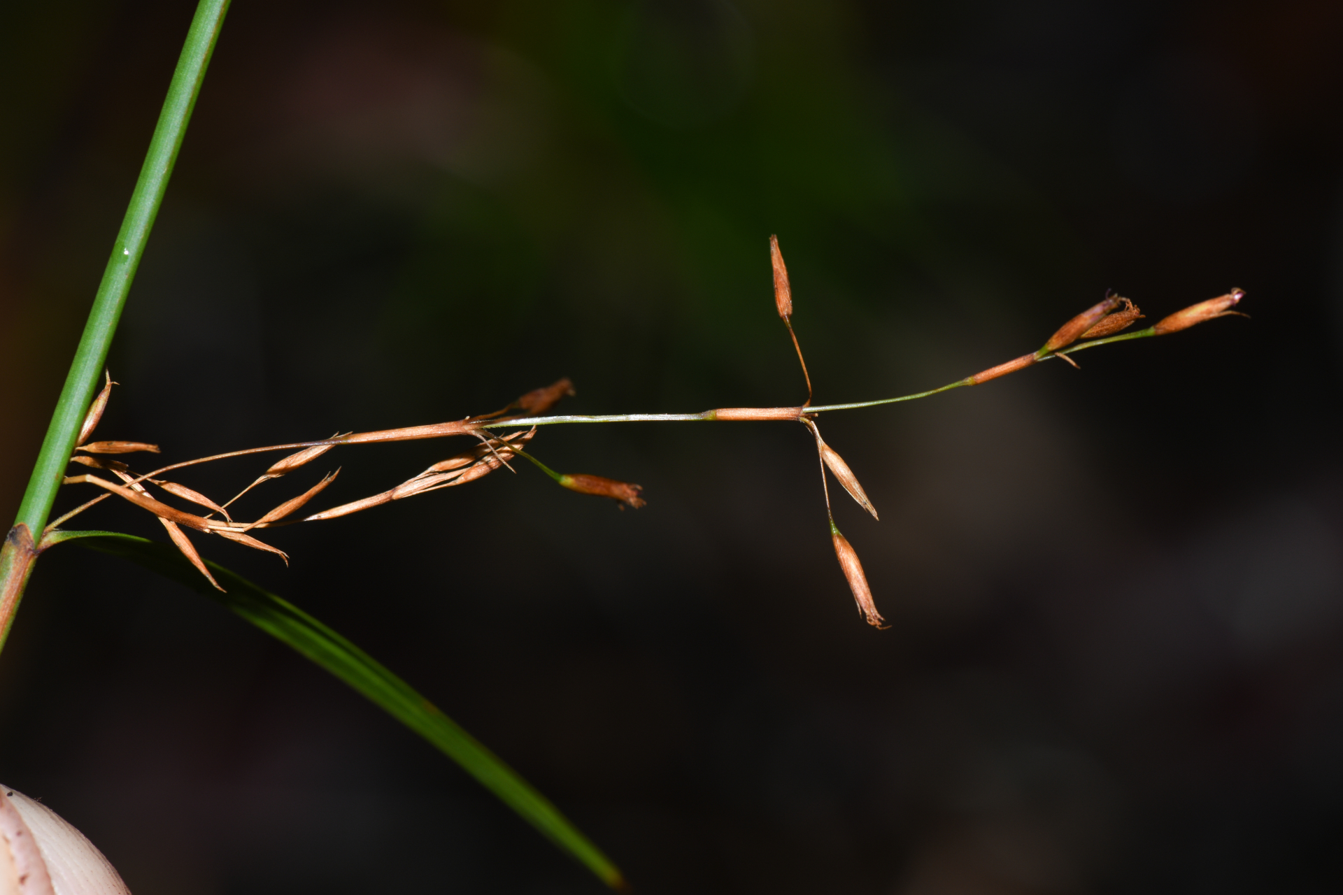 Lagenocarpus verticillatus (Spreng.) T.Koyama & Maguire - Photo Bivouac Naturaliste