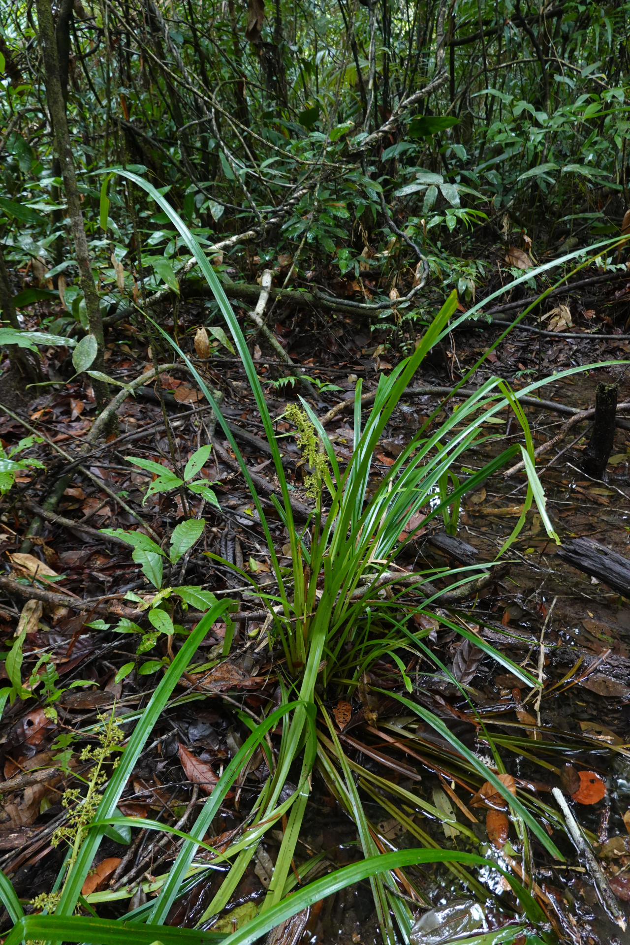 Becquerelia cymosa Brongn. - Photo Bivouac Naturaliste