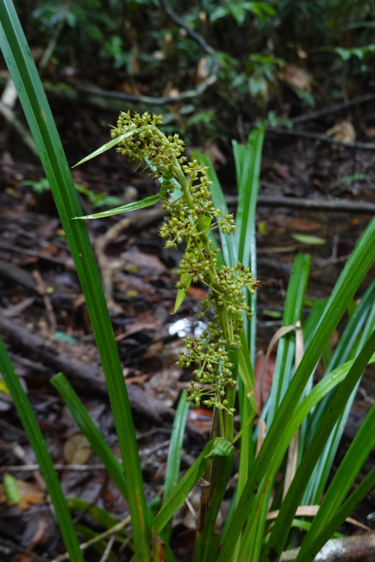 Becquerelia cymosa Brongn. - Photo Bivouac Naturaliste