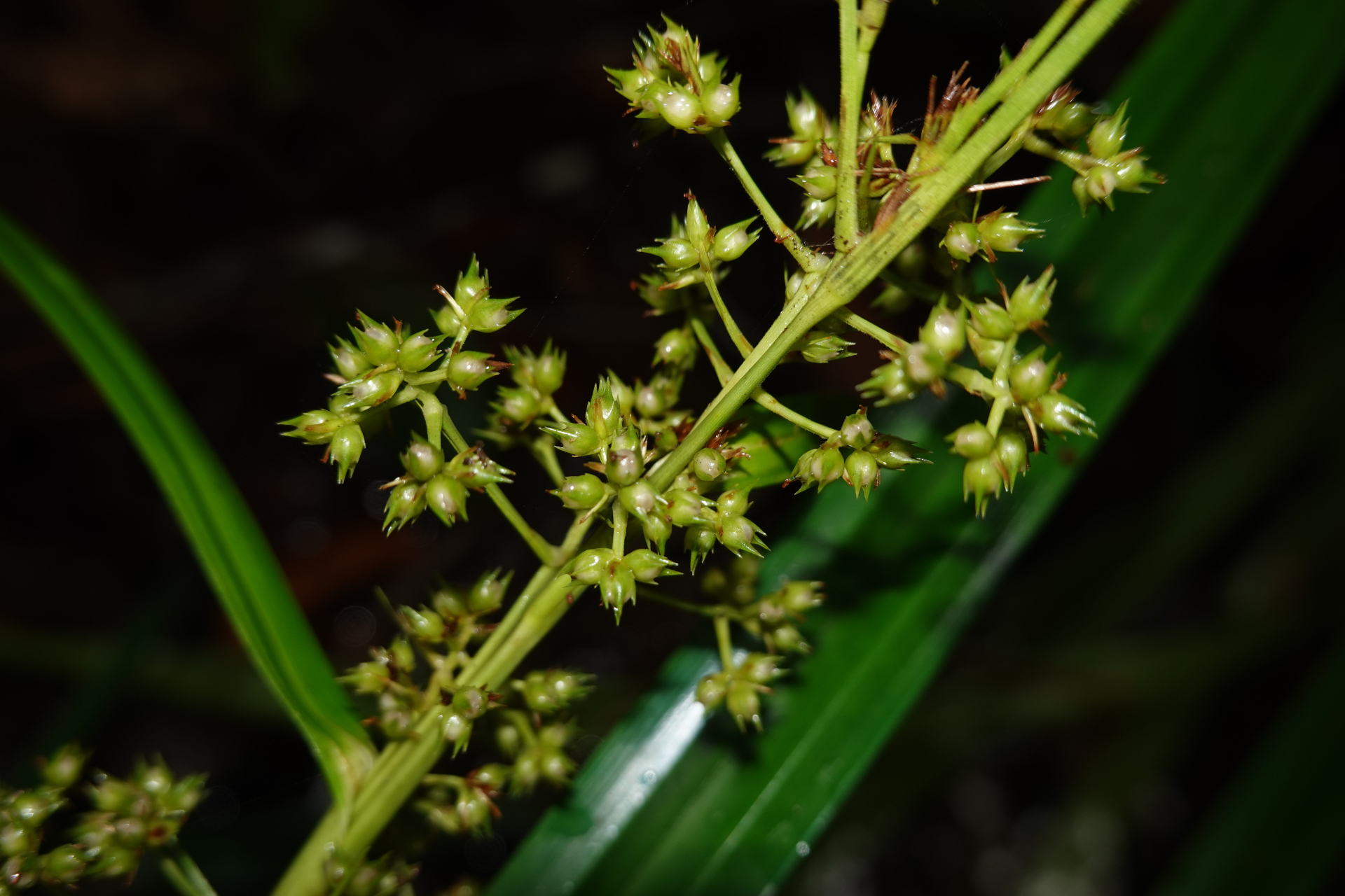 Becquerelia cymosa Brongn. - Photo Bivouac Naturaliste