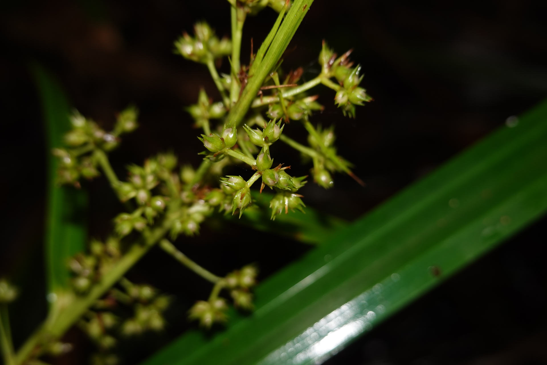 Becquerelia cymosa Brongn. - Photo Bivouac Naturaliste