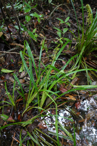 Becquerelia cymosa Brongn.