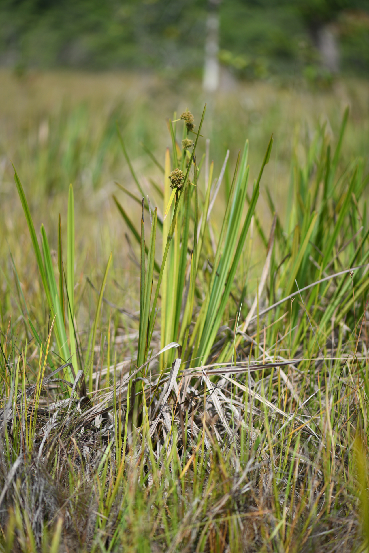 Becquerelia tuberculata (Boeckeler) H.Pfeiff. - Photo Bivouac Naturaliste