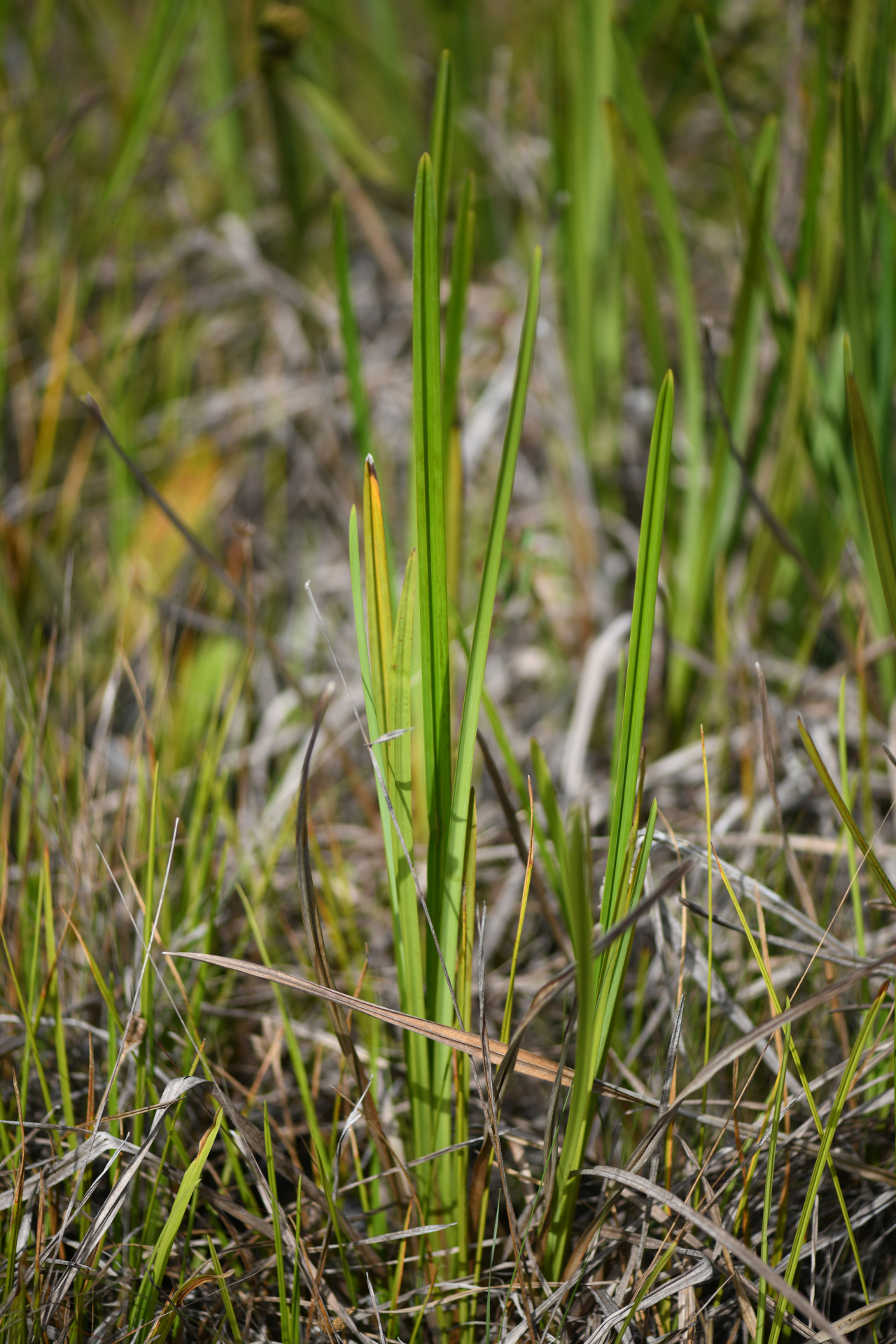 Becquerelia tuberculata (Boeckeler) H.Pfeiff. - Photo Bivouac Naturaliste