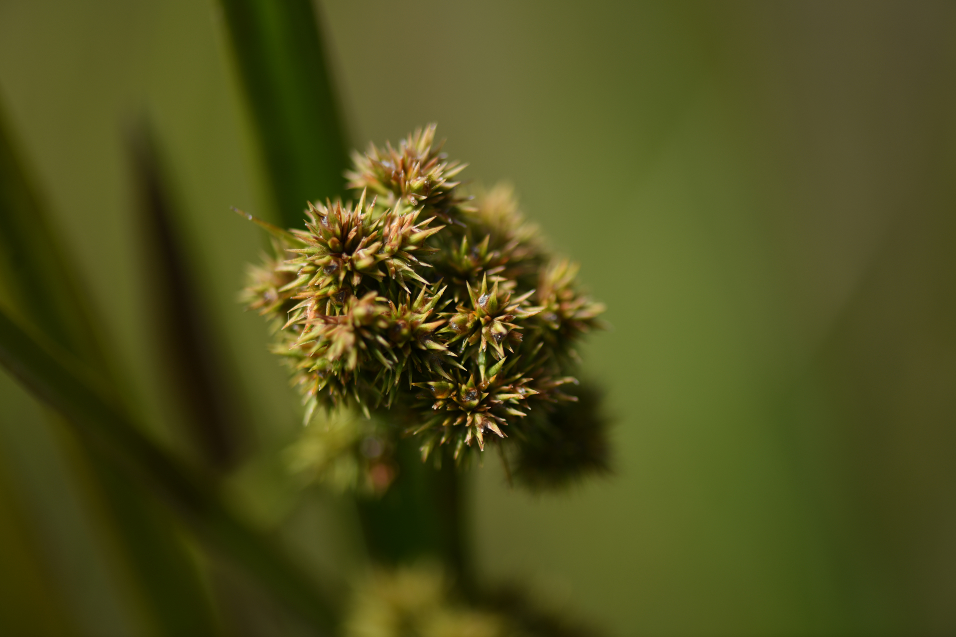 Becquerelia tuberculata (Boeckeler) H.Pfeiff. - Photo Bivouac Naturaliste