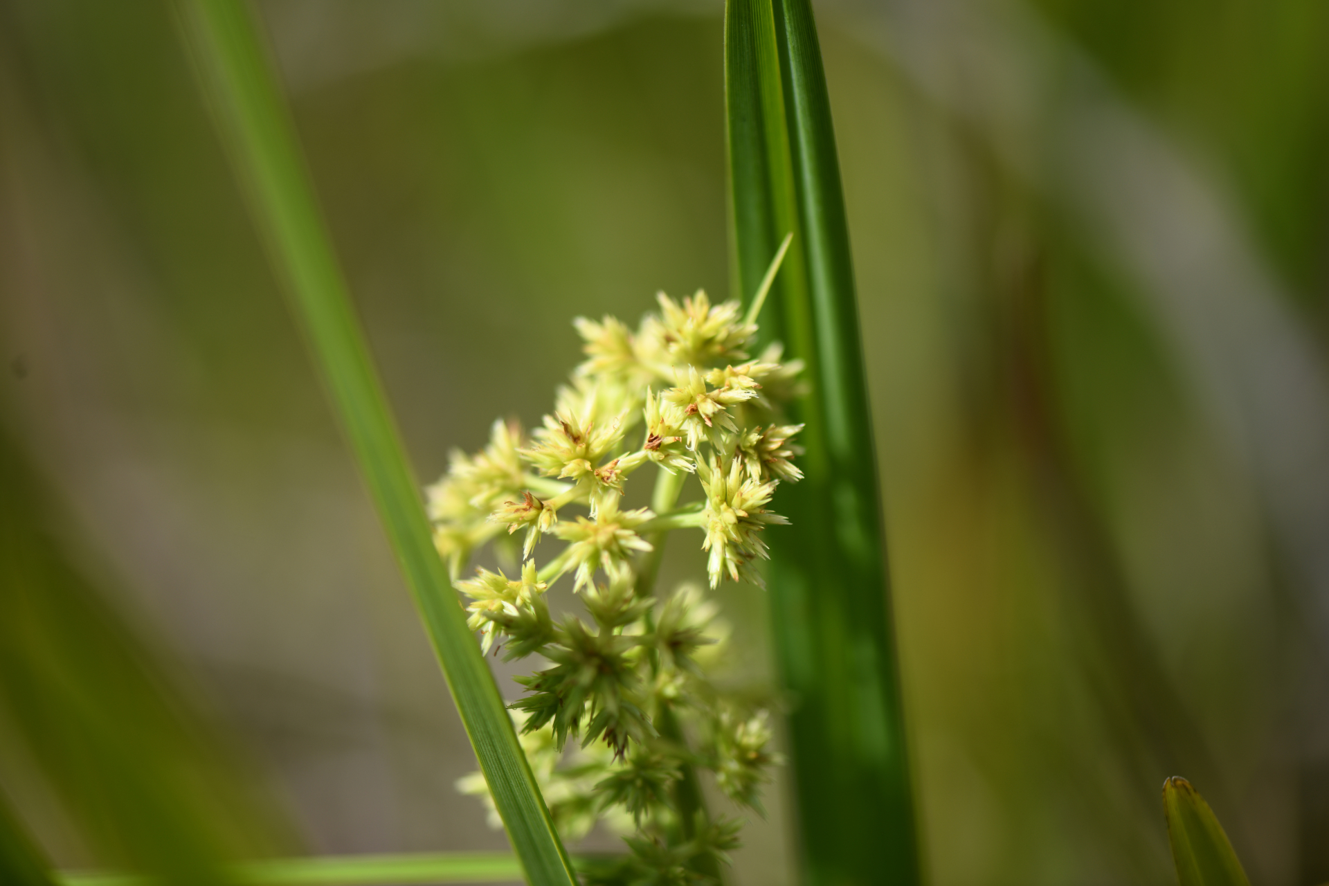 Becquerelia tuberculata (Boeckeler) H.Pfeiff. - Photo Bivouac Naturaliste