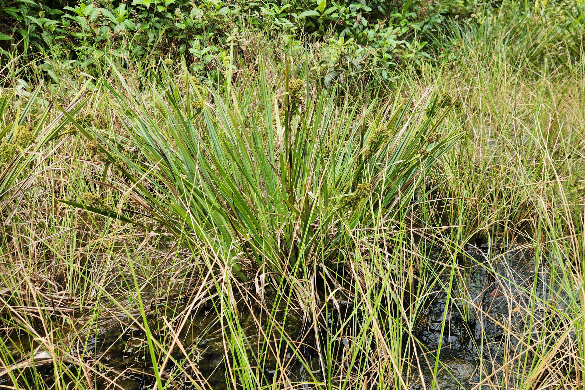 Becquerelia tuberculata (Boeckeler) H.Pfeiff. - Photo Bivouac Naturaliste