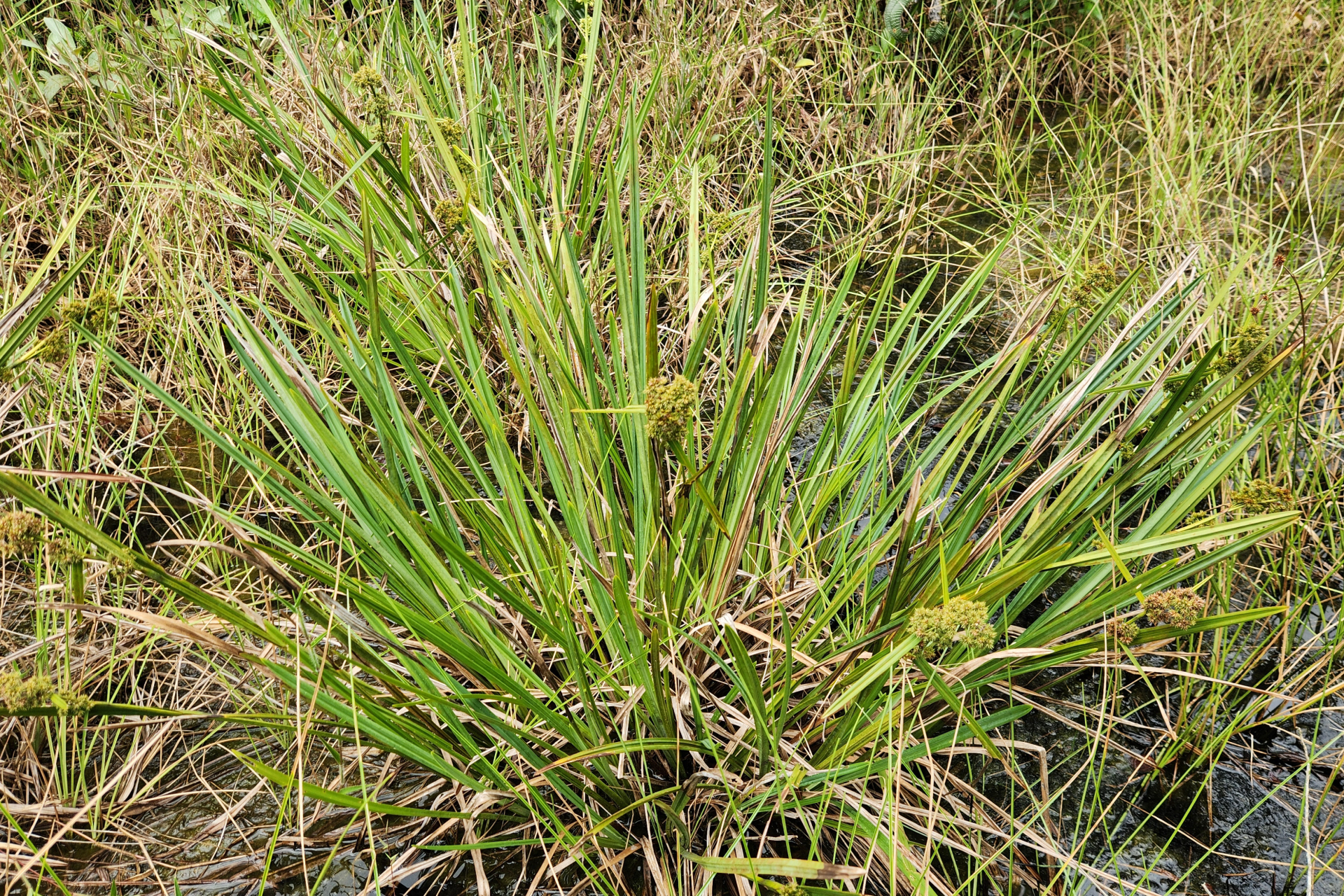 Becquerelia tuberculata (Boeckeler) H.Pfeiff. - Photo Bivouac Naturaliste