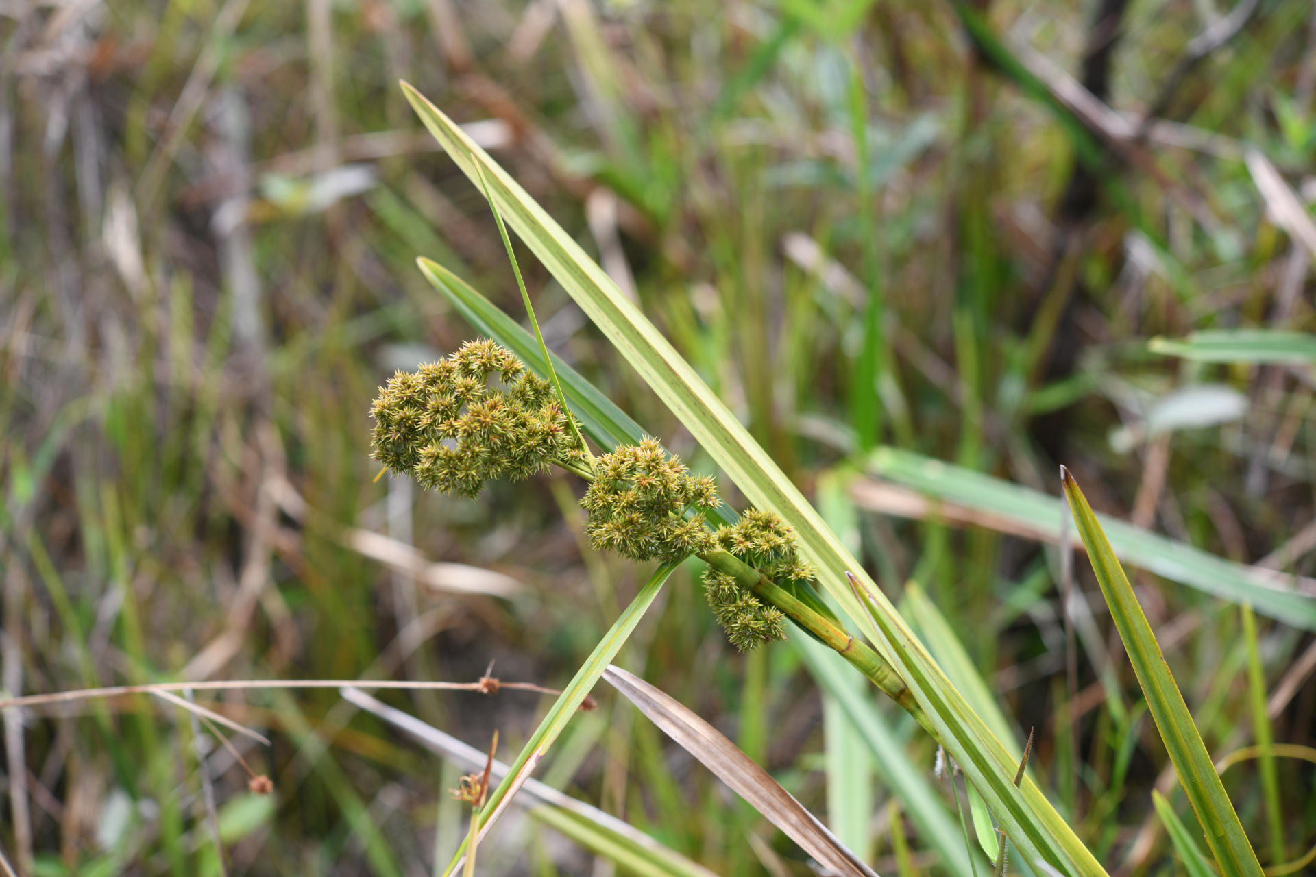 Becquerelia tuberculata (Boeckeler) H.Pfeiff. - Photo Bivouac Naturaliste