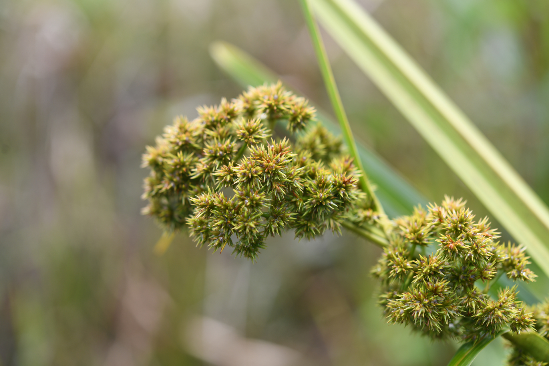 Becquerelia tuberculata (Boeckeler) H.Pfeiff. - Photo Bivouac Naturaliste