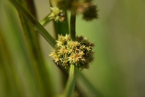 Becquerelia tuberculata (Boeckeler) H.Pfeiff.