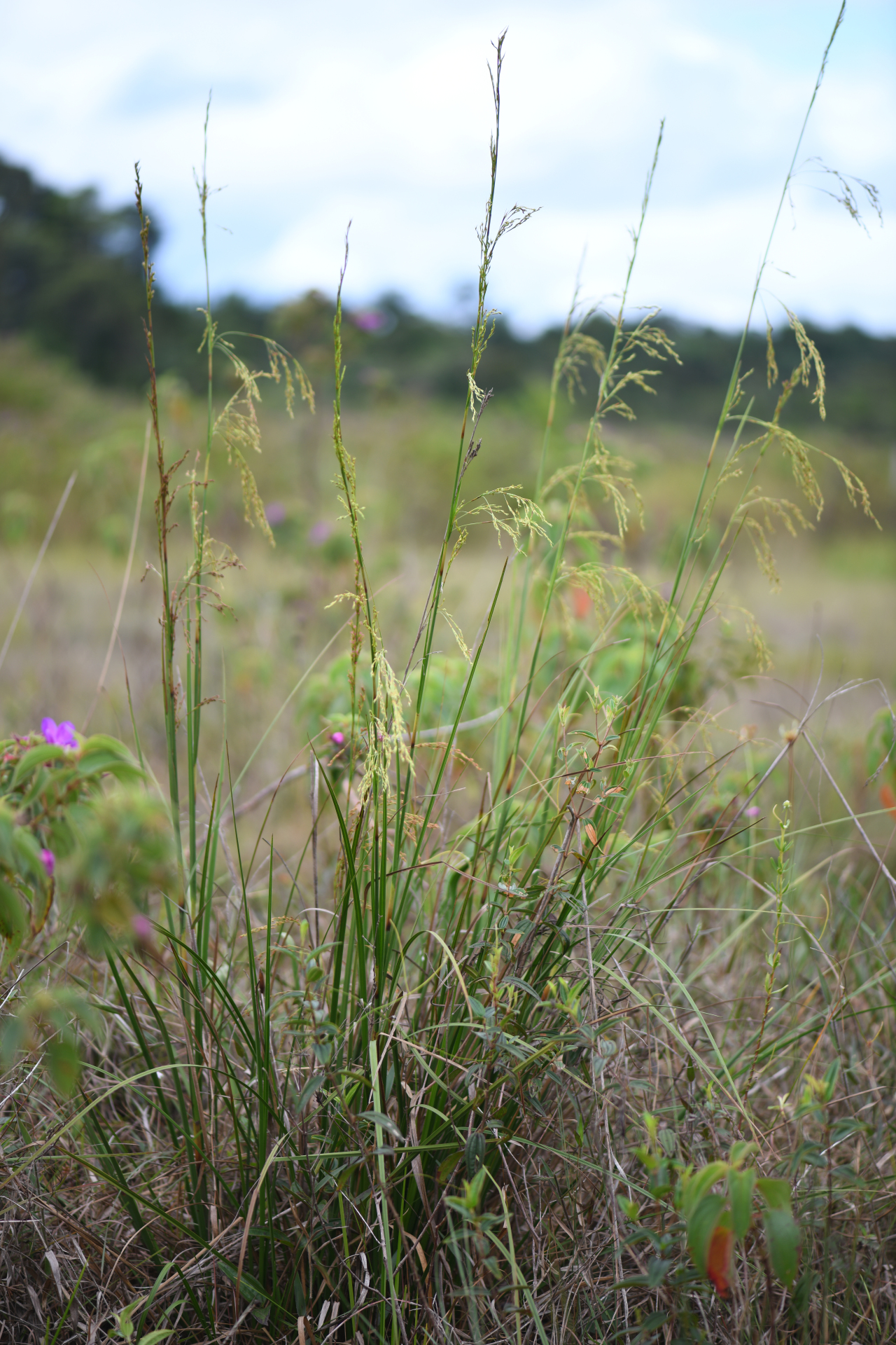 Lagenocarpus sabanensis Gilly - Photo Bivouac Naturaliste