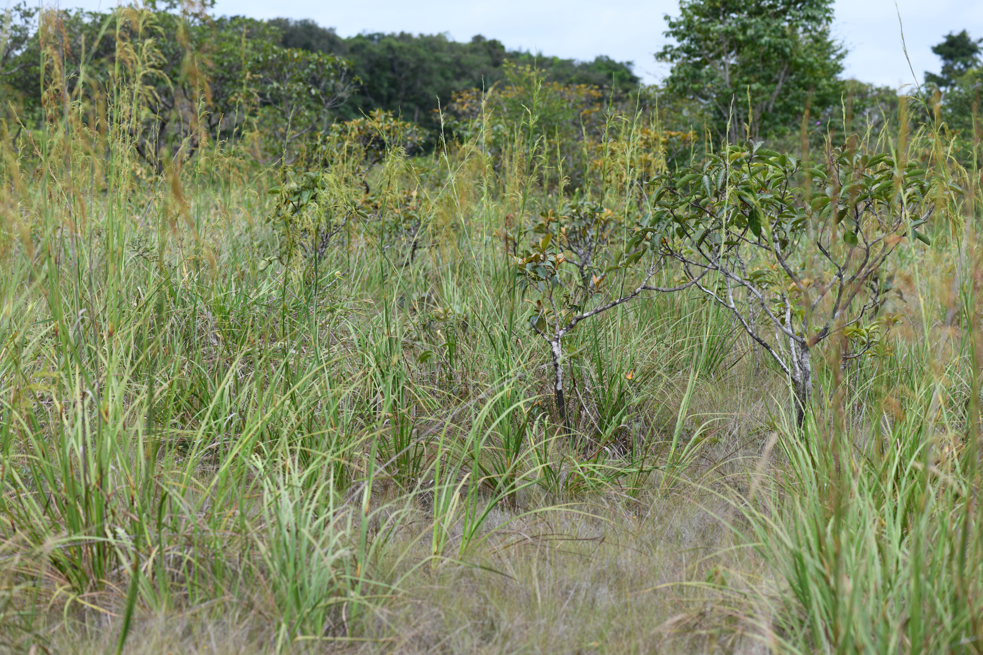 Lagenocarpus sabanensis Gilly - Photo Bivouac Naturaliste