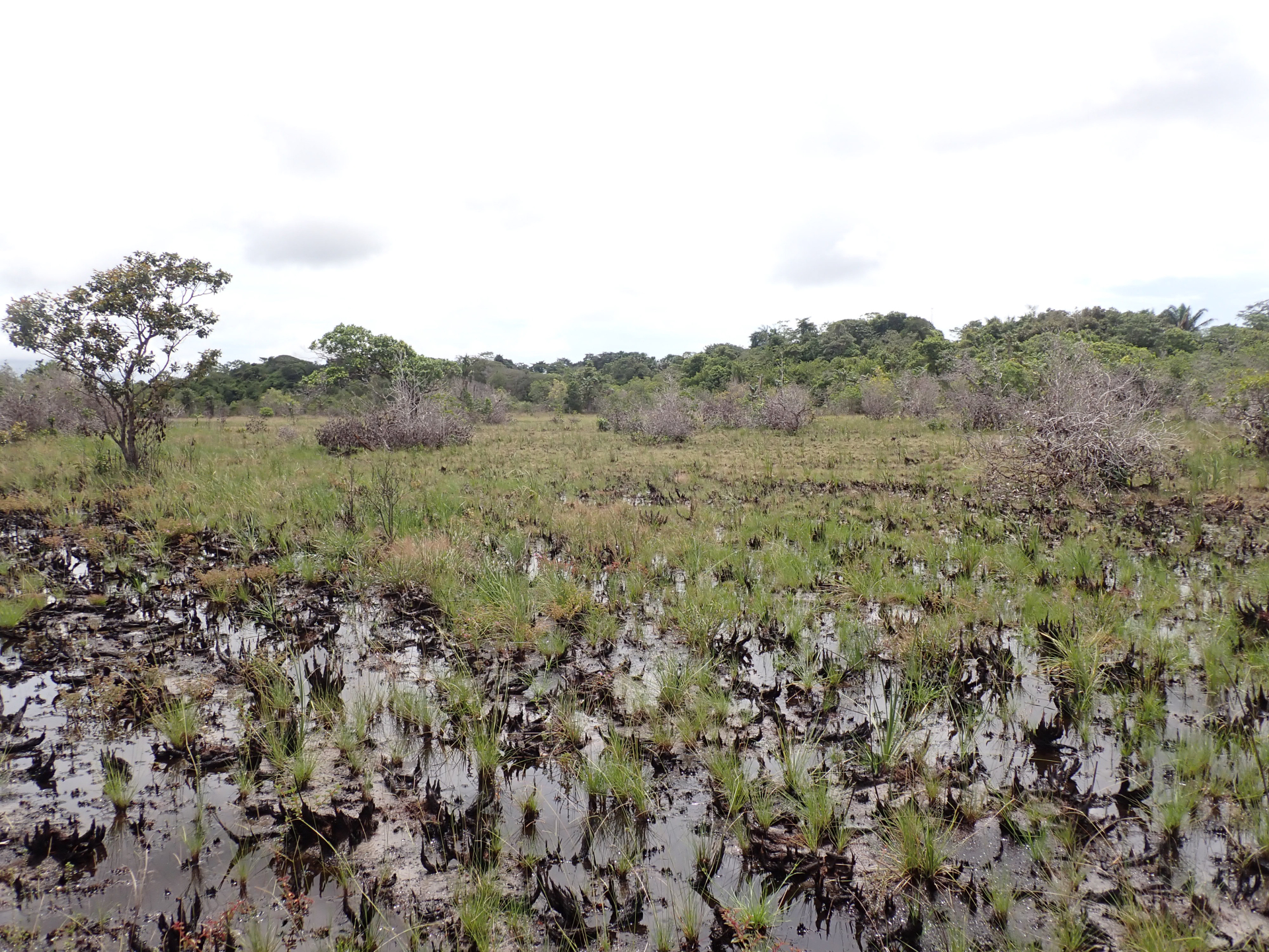 Lagenocarpus sabanensis Gilly - Photo Bivouac Naturaliste