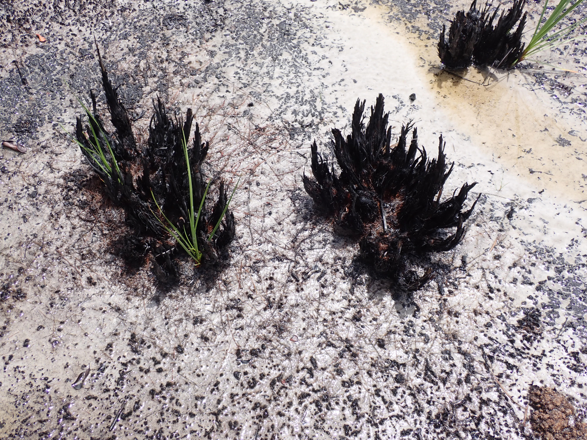 Lagenocarpus sabanensis Gilly - Photo Bivouac Naturaliste