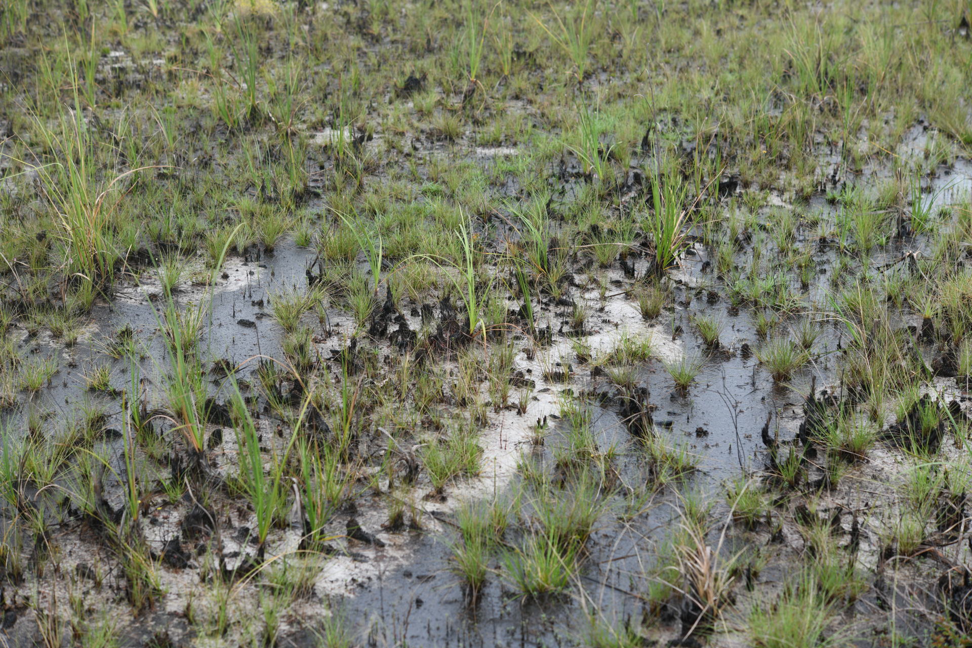 Lagenocarpus sabanensis Gilly - Photo Bivouac Naturaliste