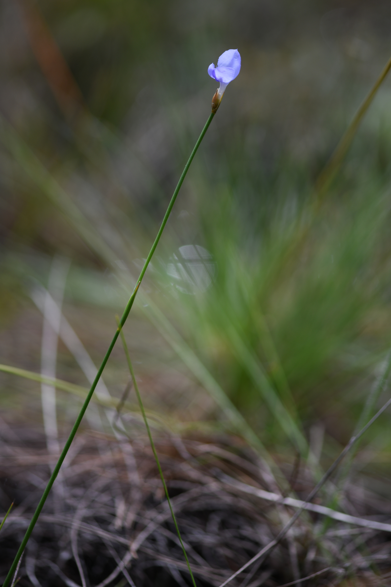Abolboda pulchella Kunth - Photo Bivouac Naturaliste