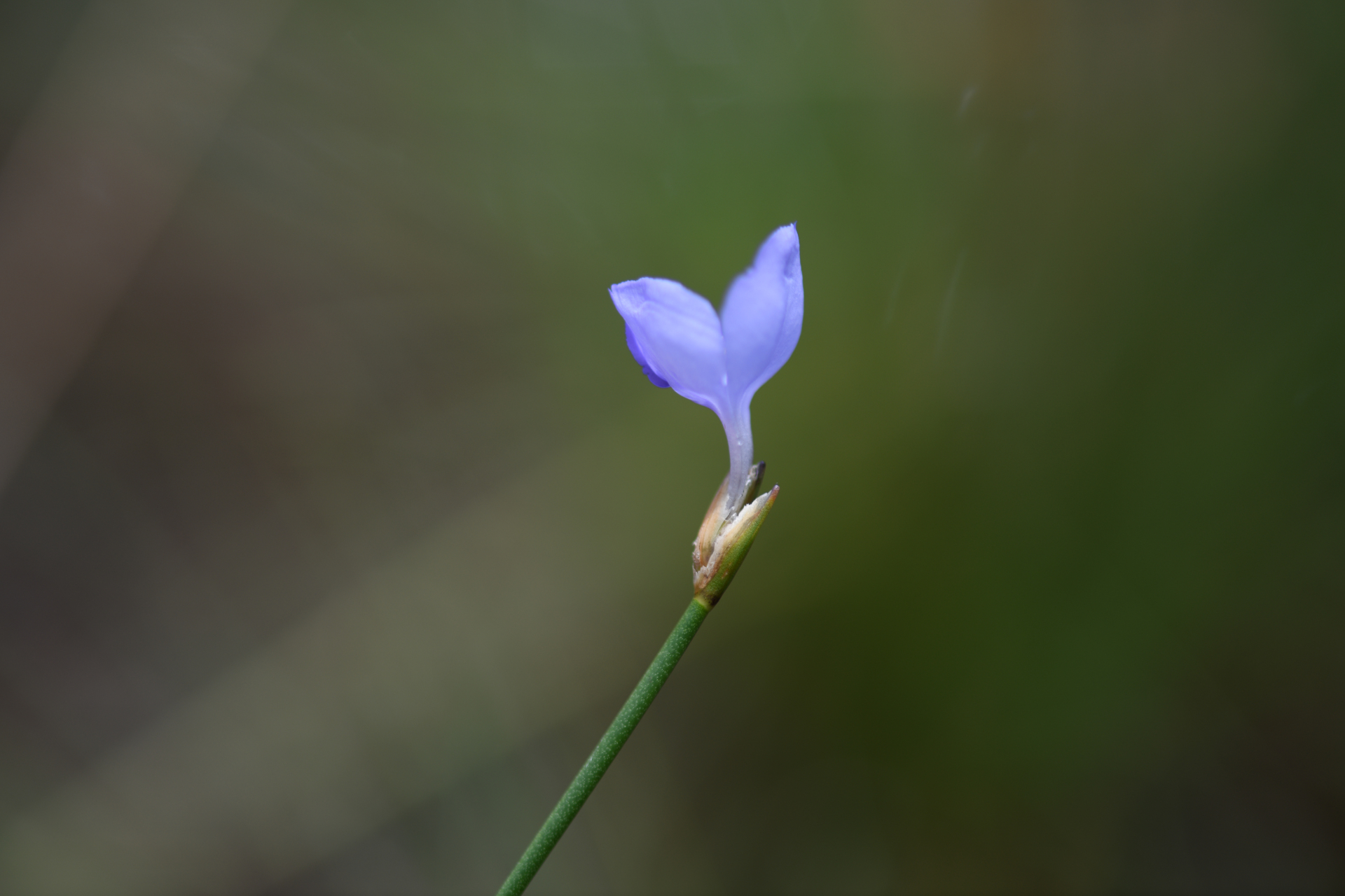 Abolboda pulchella Kunth - Photo Bivouac Naturaliste