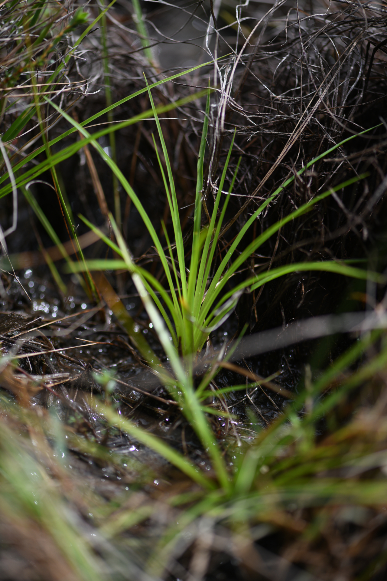 Abolboda pulchella Kunth - Photo Bivouac Naturaliste