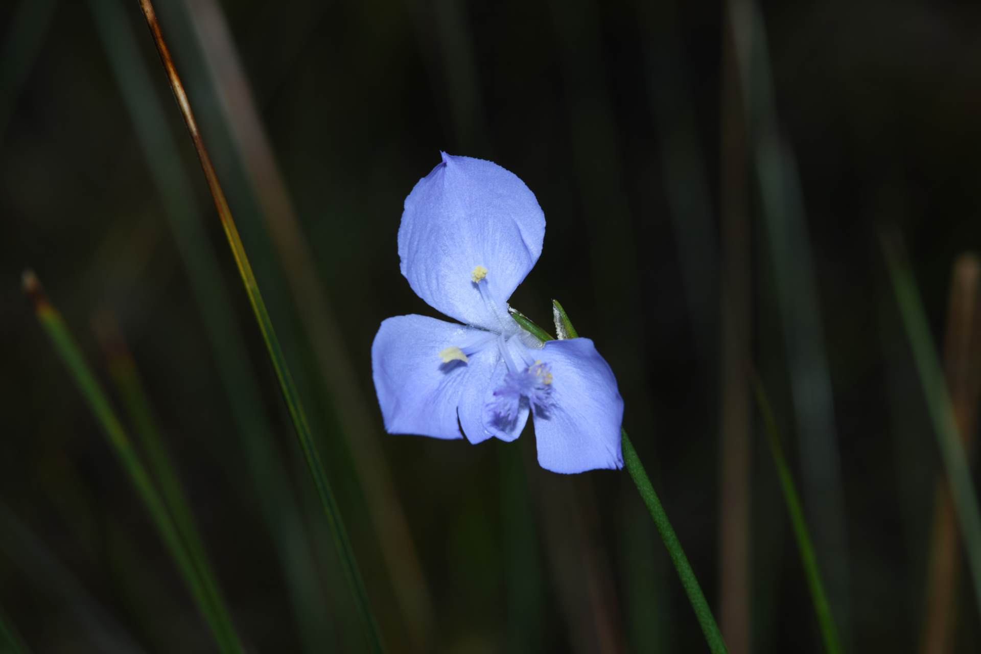 Abolboda pulchella Kunth - Photo Bivouac Naturaliste