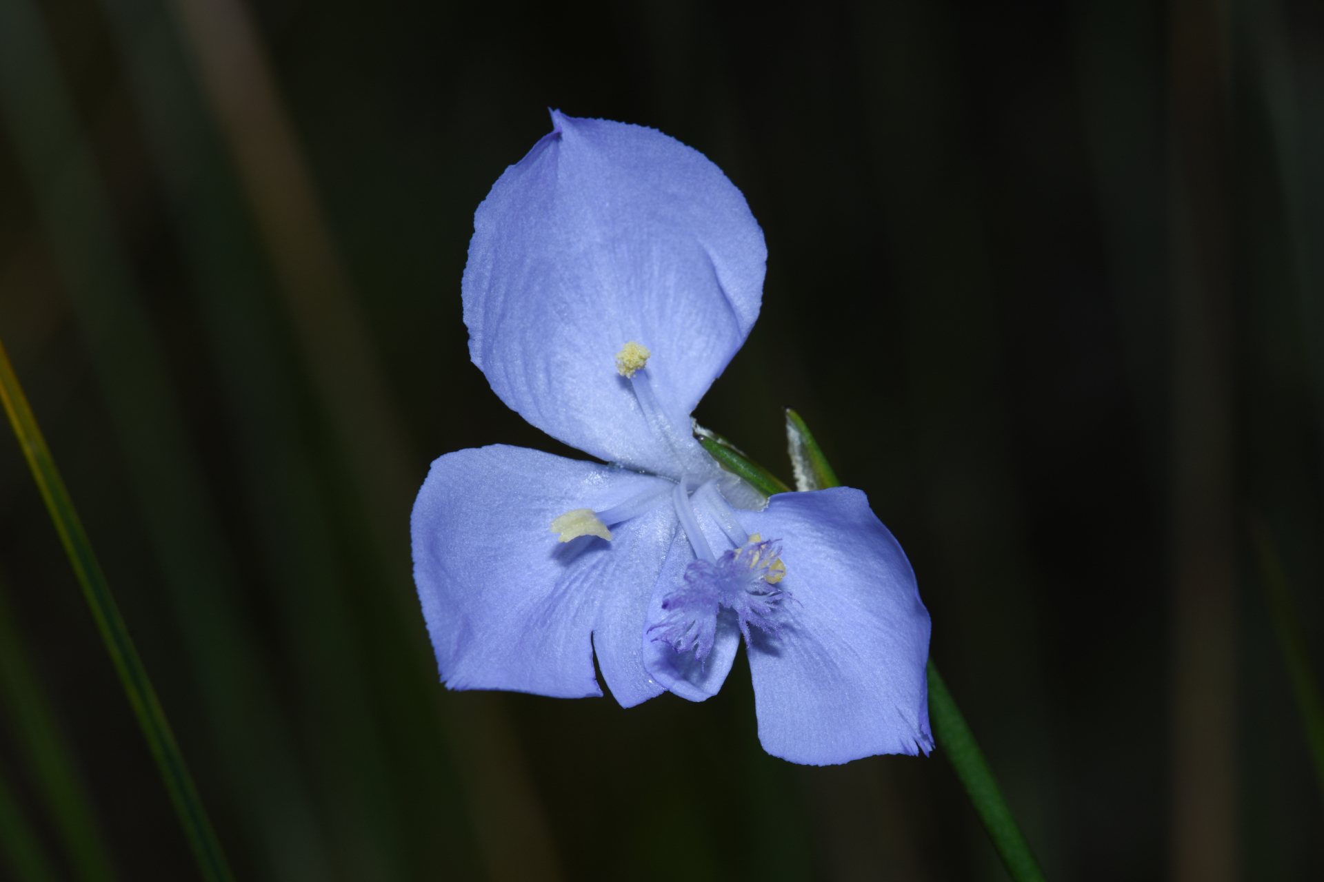 Abolboda pulchella Kunth - Photo Bivouac Naturaliste