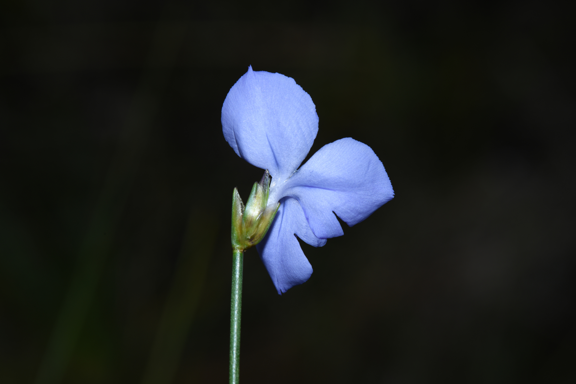 Abolboda pulchella Kunth - Photo Bivouac Naturaliste