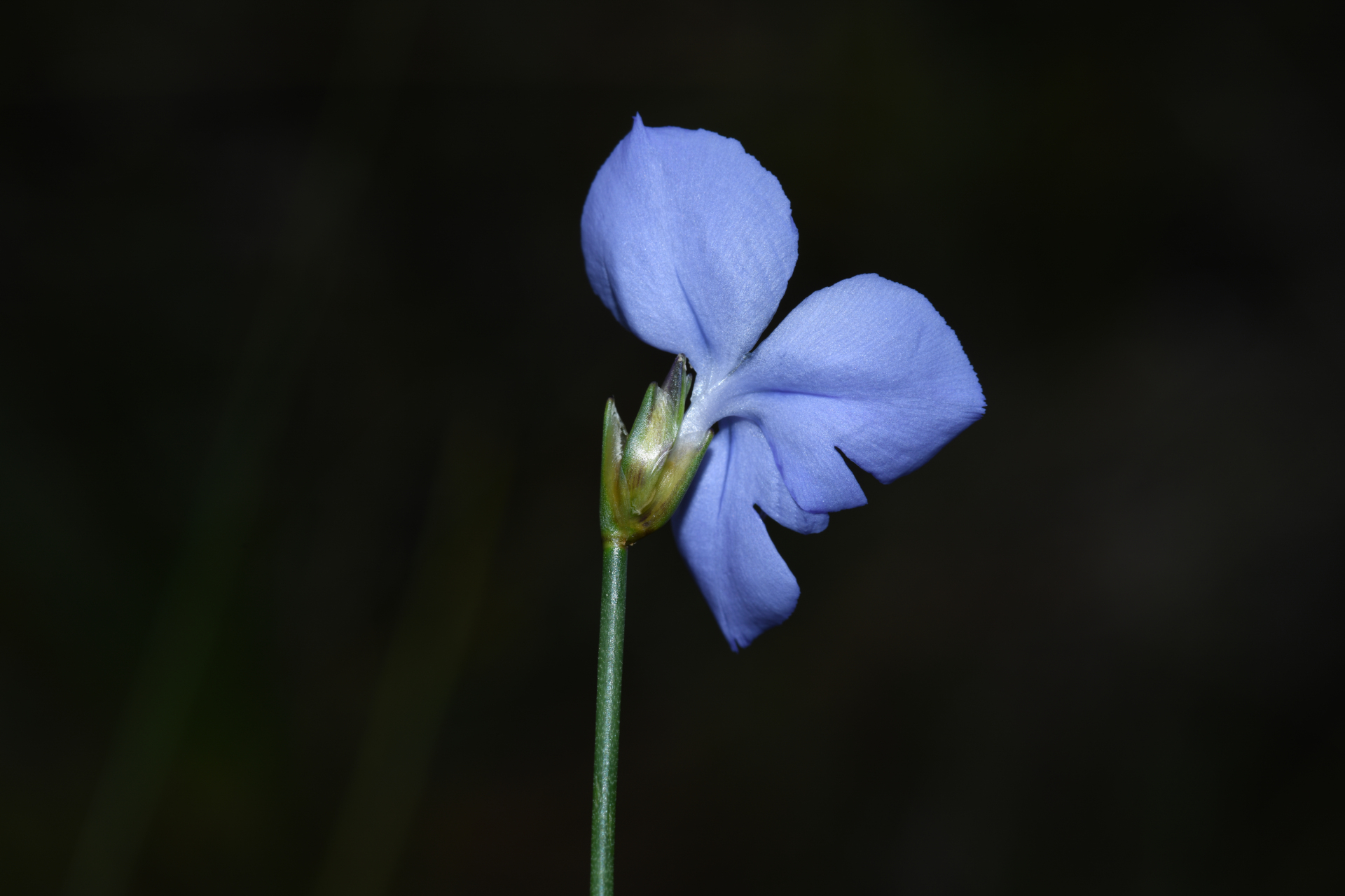 Abolboda pulchella Kunth - Photo Bivouac Naturaliste