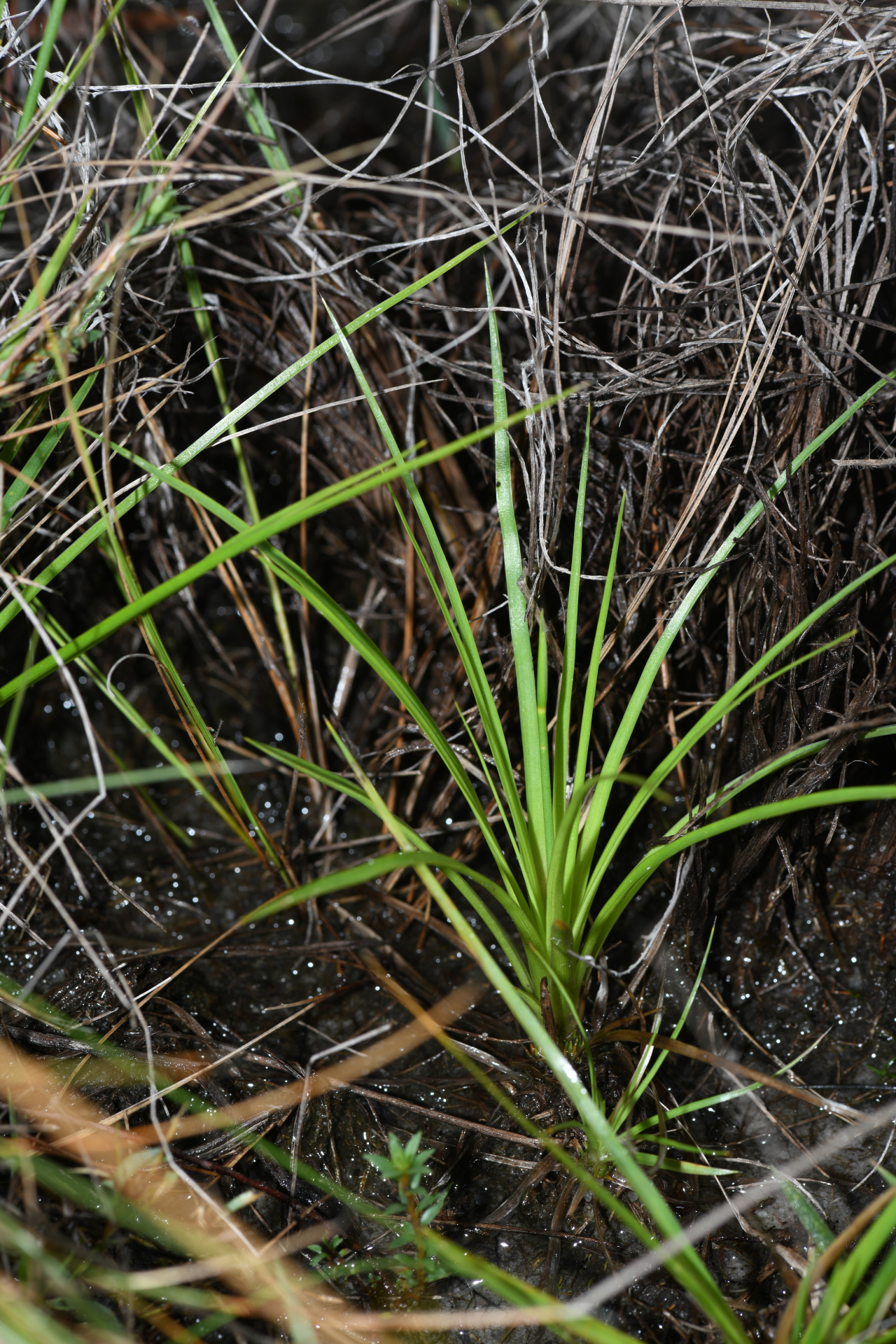 Abolboda pulchella Kunth - Photo Bivouac Naturaliste